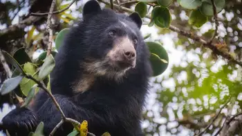 oso de anteojos Llamado a los habitantes de Villapinzón para proteger a oso andino