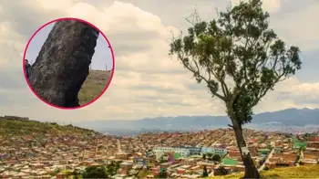 Palo del Ahorcado Agoniza el Árbol de la Vida en Ciudad Bolívar: símbolo de Bogotá lucha por sobrevivir