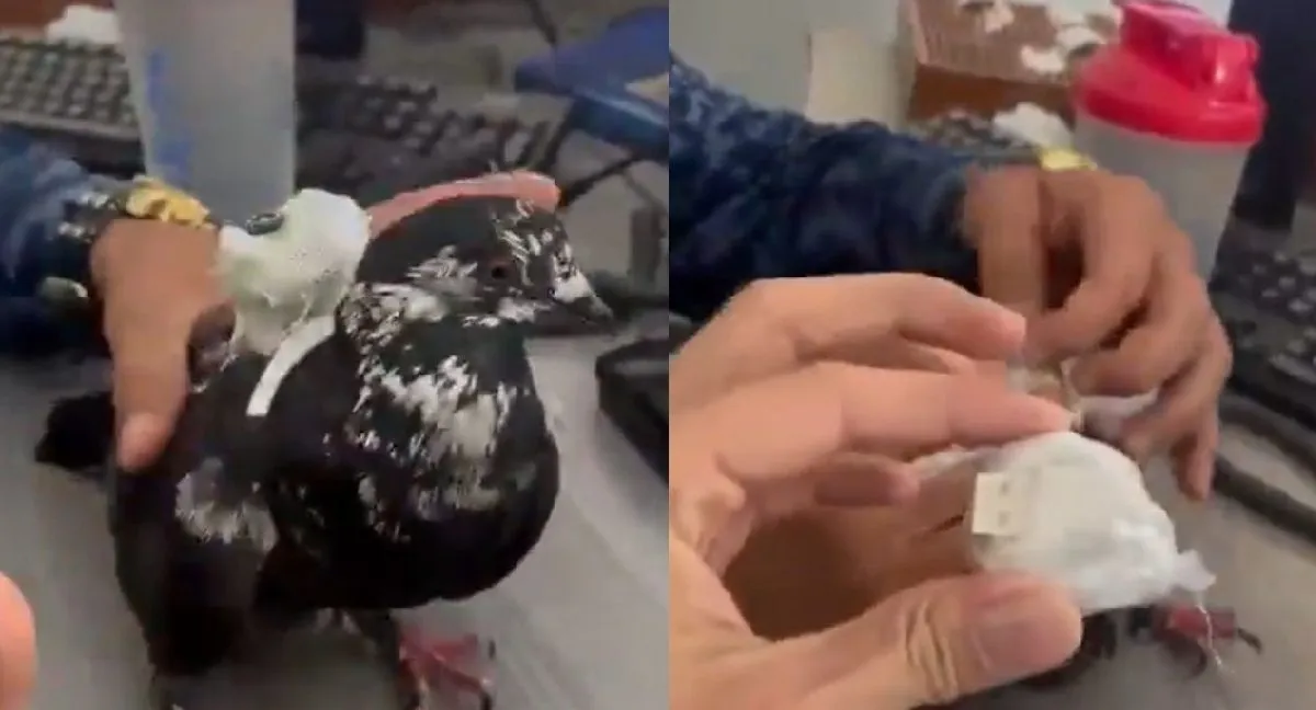 Paloma con droga en cárceles Video | Insólito: "capturan" a una paloma mensajera en la cárcel de Girón: ¿qué llevaba?