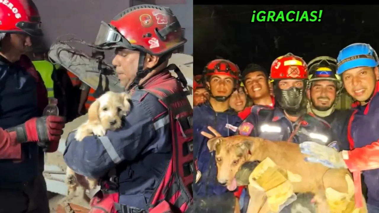 Perritos rescatado en terremotos en Venezuela Video | Milagros entre los escombros: rescatan a varios perritos tras los terremotos en Venezuela