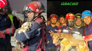 Perritos rescatado en terremotos en Venezuela Video | Milagros entre los escombros: rescatan a varios perritos tras los terremotos en Venezuela