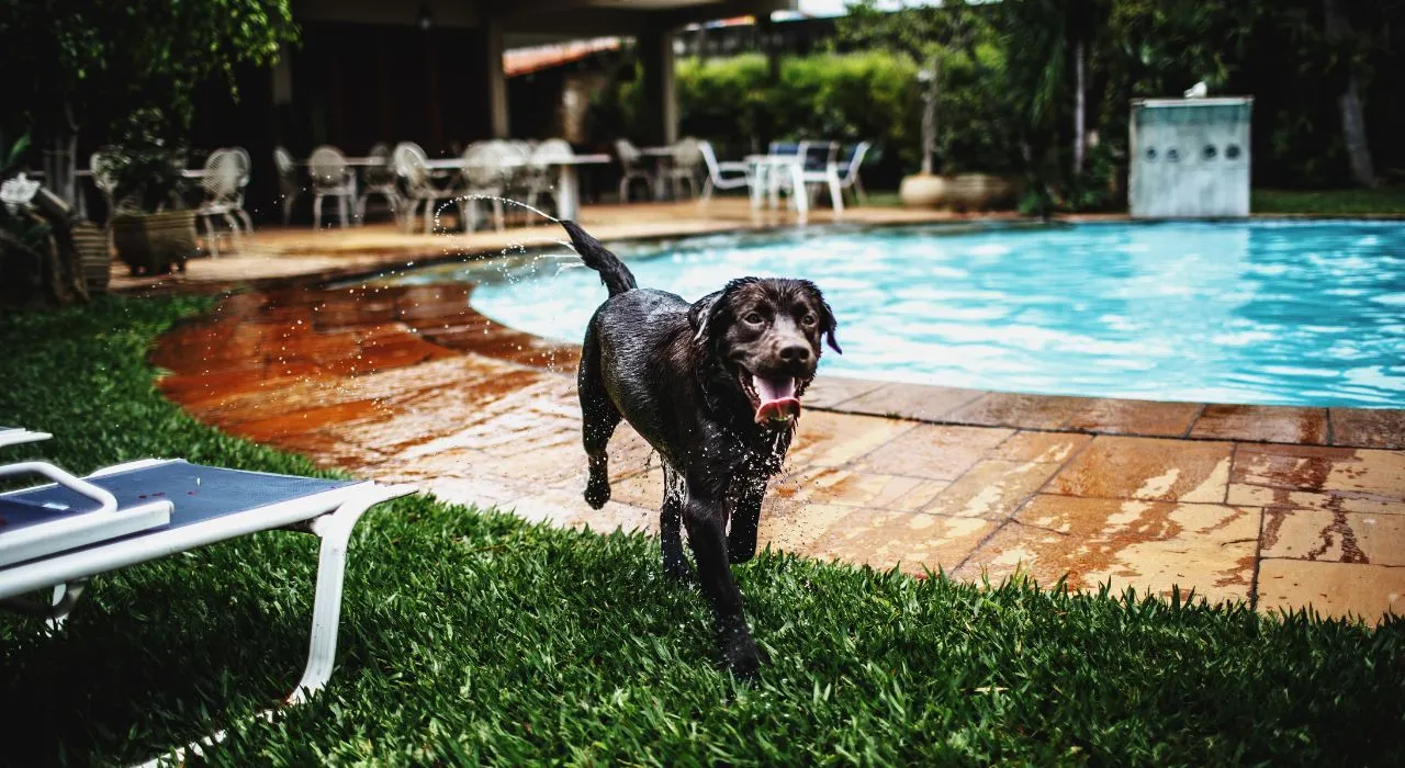 Perros en piscina ¡Cuidado! así puede afectar el cloro de la piscina a su mascota