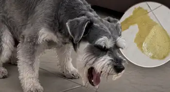 ¿Por qué un perro vomita espuma amarilla?: Veterinaria despeja esta duda de los dueños ¿Por qué un perro vomita espuma amarilla?: Veterinaria despeja esta duda de los dueños