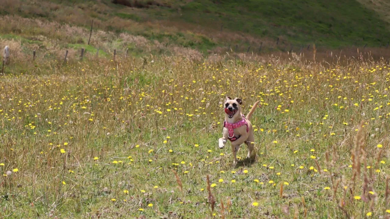 Programa Nacional de Esterilización busca bienestar de perros y gatos. Gobierno Nacional reglamenta esterilización de mascotas: hay ciertos beneficios para perros y gatos