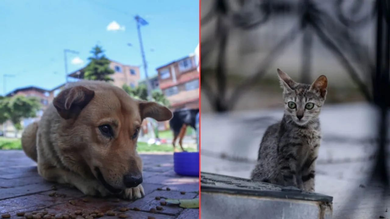 Proponen cédula animal para animales de compañía ¿Cédula para animales de compañía? Esta es la propuesta desde el Congreso