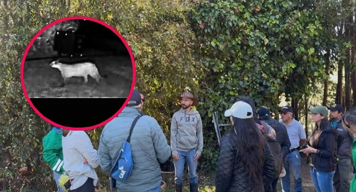 Puma La Calera Confirmado: hay un puma en La Calera, ¿pero fue él quien atacó a otros animales? Esto dice la CAR