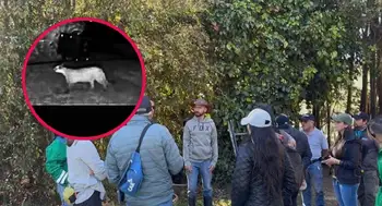 Puma La Calera Confirmado: hay un puma en La Calera, ¿pero fue él quien atacó a otros animales? Esto dice la CAR