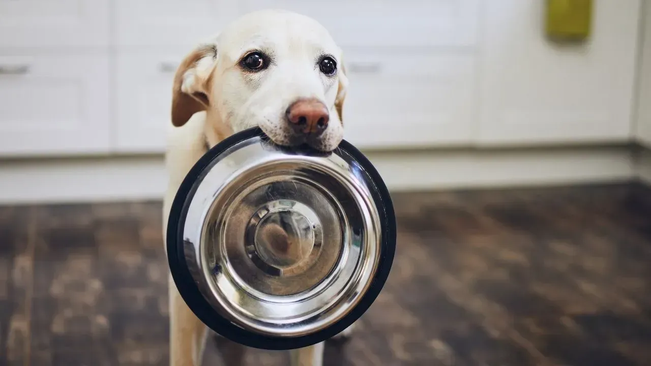 ¿Qué alimentos humanos no deben comer los perros? Alimentos tóxicos para perros: la lista que todo dueño debe conocer