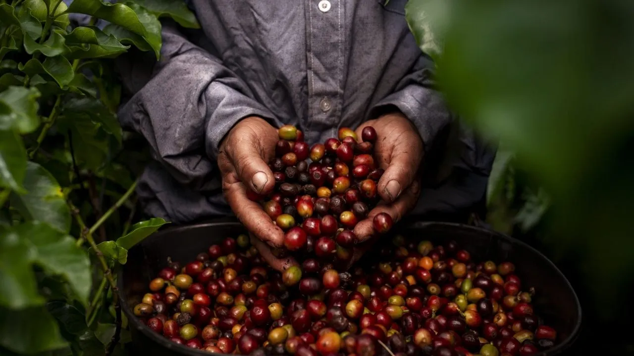 Qué pasó con el Fondo Nacional del Café La millonaria bolsa del café que aún no tiene acuerdo entre Gobierno y Federación