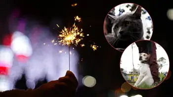 Recomendaciones para cuidar a los animales por el uso pólvora Guía experta: cómo cuidar a perros y gatos de la pólvora en Año Nuevo