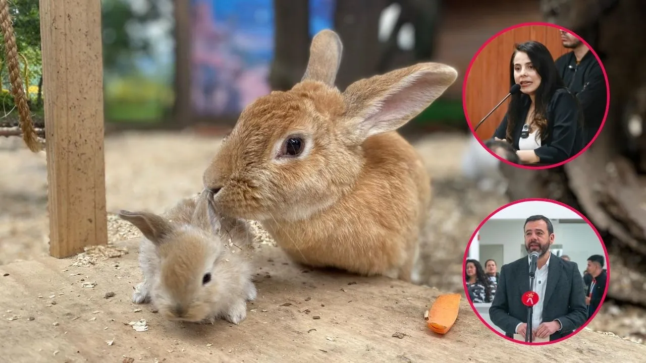 Refugio animal Alcaldía de Bogotá define futuro de refugio animal tras polémica por supuesto desalojo