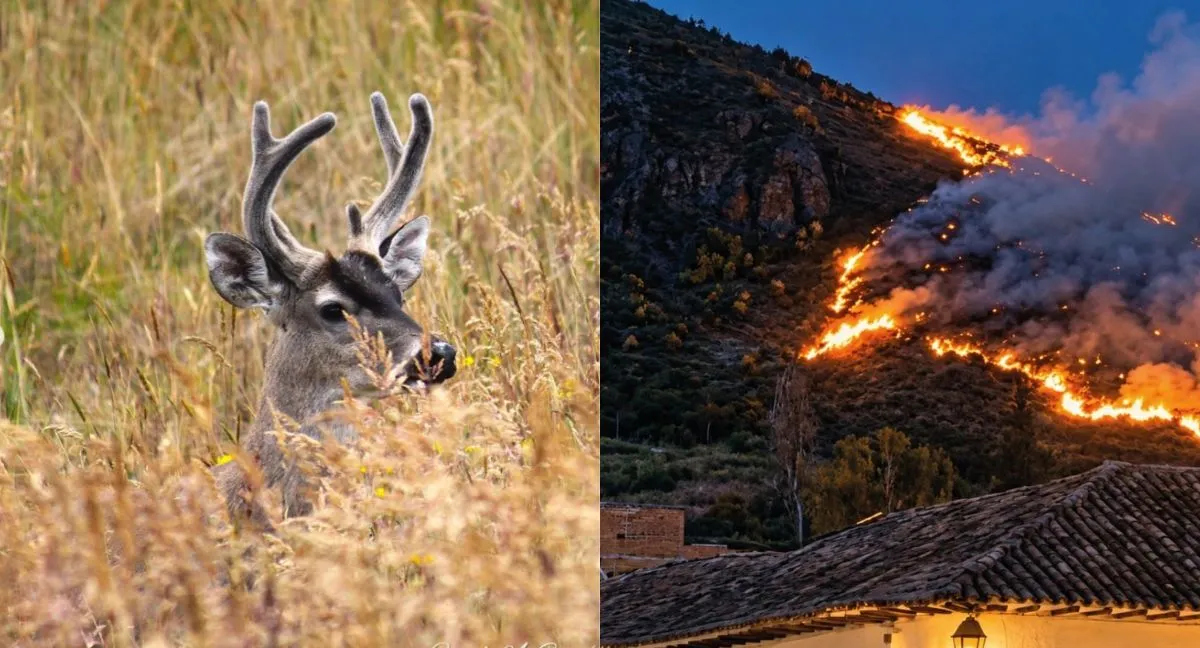 Santuario de Fauna y Flora de Iguaque Este es el santuario natural que está en riesgo por los incendios en Villa de Leyva