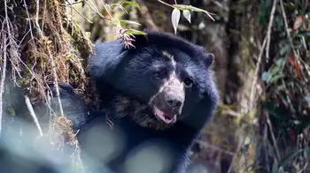 Tamá La muerte del oso Tamá entristece al país, ¿qué pasó?
