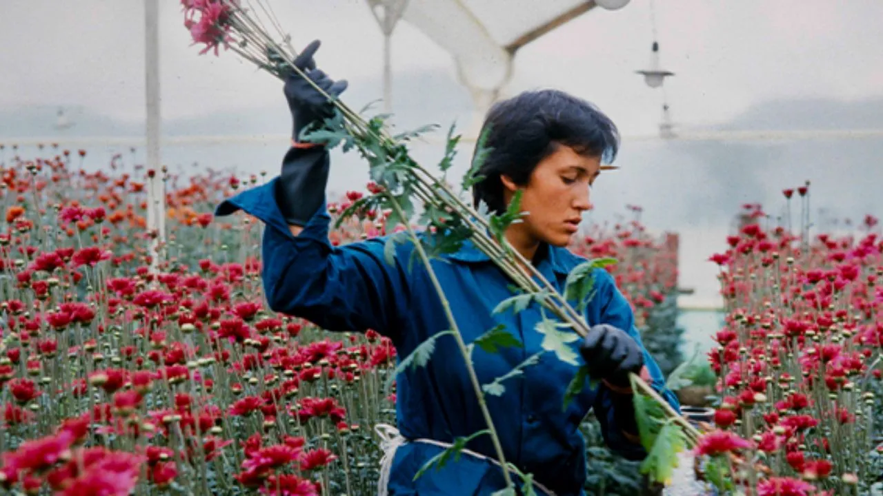 Temporada de flores San Valentín 2026 Las flores colombianas viajan alrededor del mundo para su mejor temporada, el San Valentín