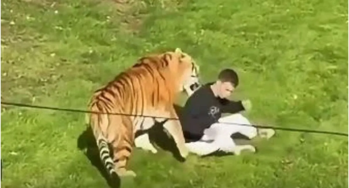 Tigre ataca a un hombre en Inglaterra Las escalofriantes palabras del cuidador del tigre que mató a un hombre en Yorkshire Wildlife Park