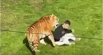 Tigre ataca a un hombre en Inglaterra Las escalofriantes palabras del cuidador del tigre que mató a un hombre en Yorkshire Wildlife Park