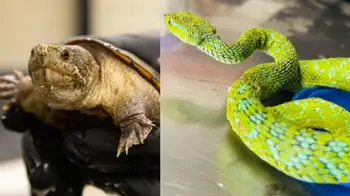 Tortuga y víbora, especímenes decomisados a un ciudadano chino en Estados Unidos. Dijo que eran "juguetes de plástico para animales" y ahora está preso por tráfico de reptiles