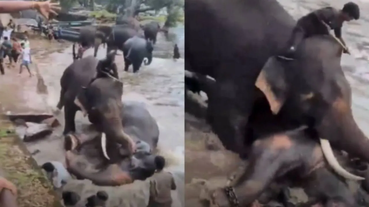 Tragedia en la India Video | Tragedia en la India: un elefante aplastó a una mujer de 33 años en un santuario