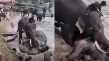 Tragedia en la India Video | Tragedia en la India: un elefante aplastó a una mujer de 33 años en un santuario