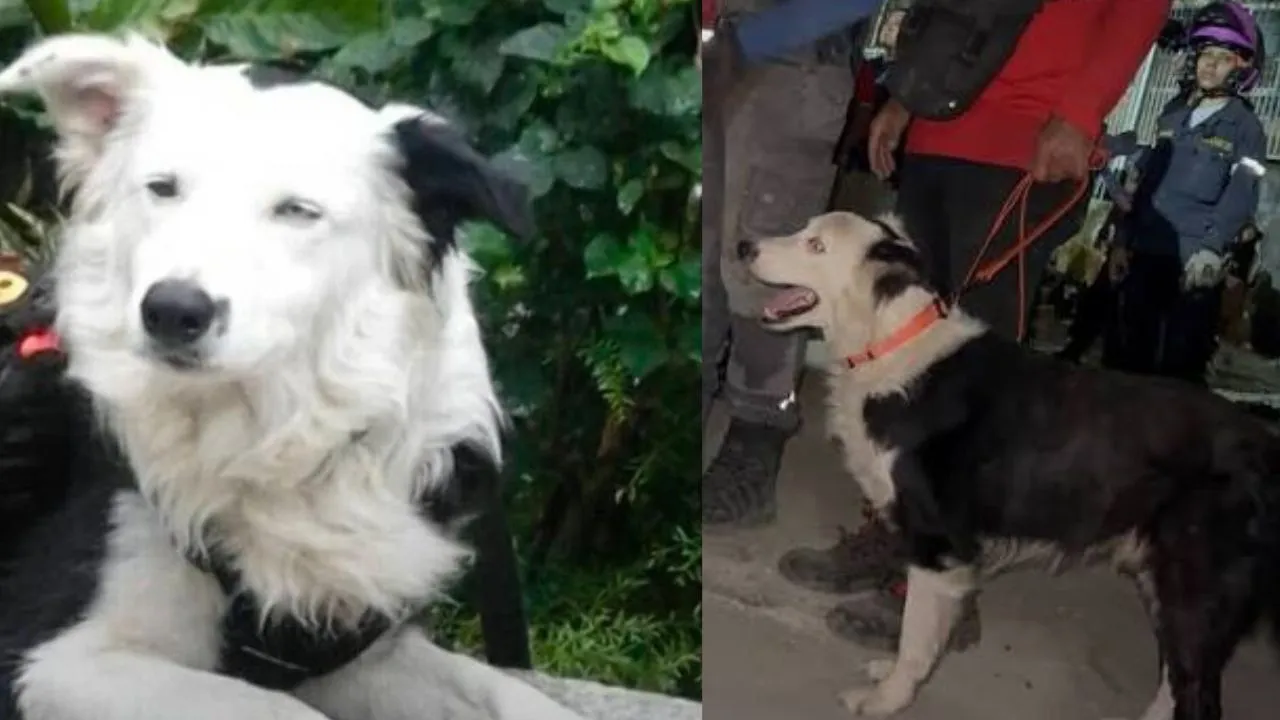 Tsunami el perro rescatista de Venezuela La última misión de Tsunami, el borde collie que apoya rescates en Venezuela: esta es su historia