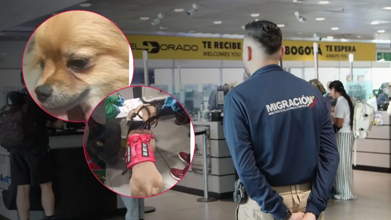Una pareja decidió abandonar a sus perros y seguir con las escalas de su vuelo El abandono de dos perros en aeropuerto El Dorado: ¿los dueños podrían perder la visa?