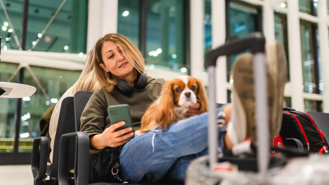 Viajar con mascota en avión ¿Va a viajar con su mascota? Estos son los requisitos para hacerlo en avión